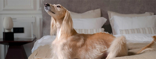 Proteins in pet saliva, skin (dander), and urine can trigger allergies