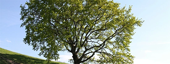 One of the most well-known allergy causes is pollen